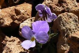 Image of Viola cheiranthifolia Humb. & Bonpl.