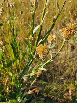 Image of Centaurea glastifolia subsp. intermedia (Boiss.) L. Martins