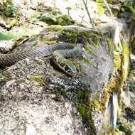 Image of Western whip snake