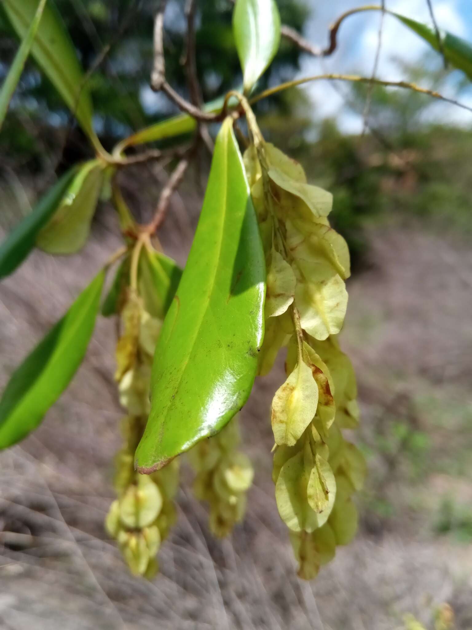 Sivun Terminalia perrieri Capuron kuva