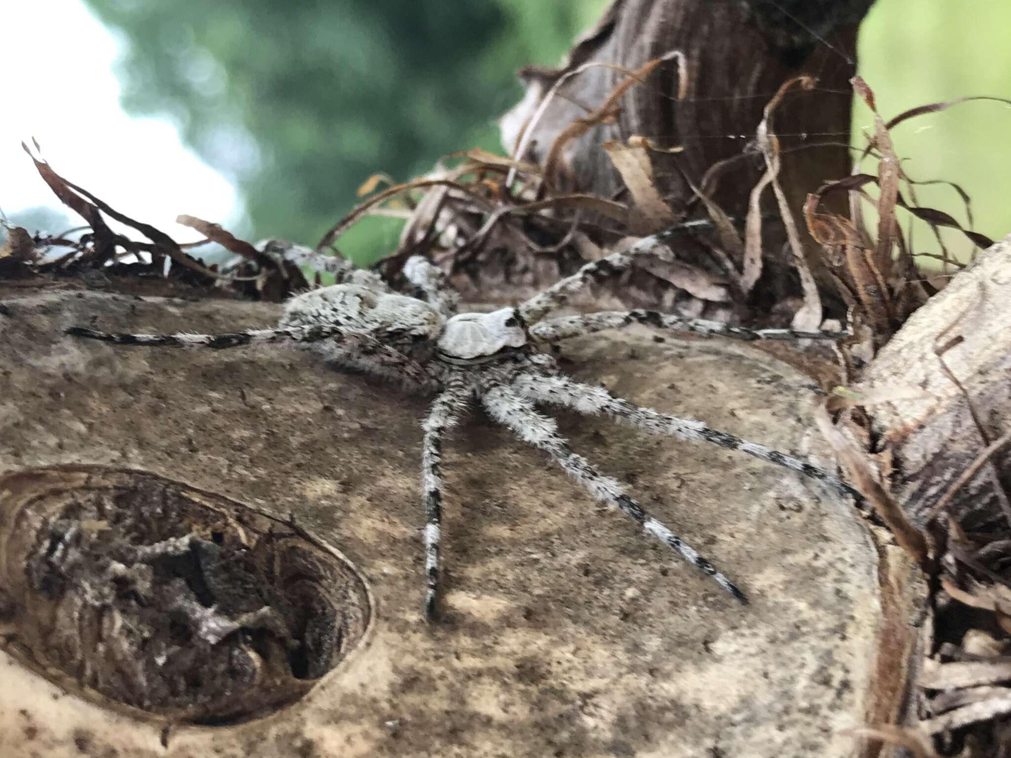 Image of Whitebanded Fishing Spider