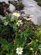 Image of Callianthemum coriandrifolium Rchb.