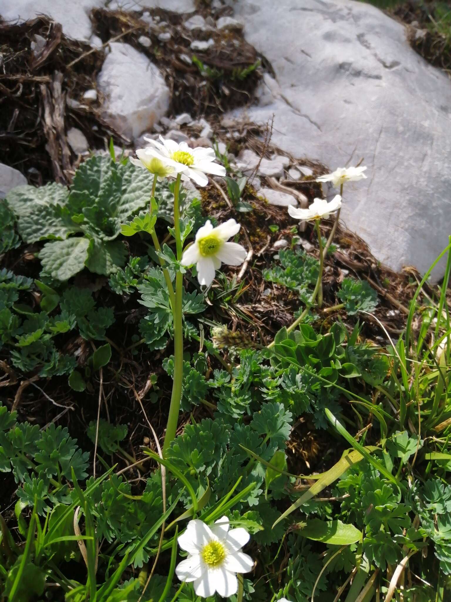 Image of Callianthemum coriandrifolium Rchb.