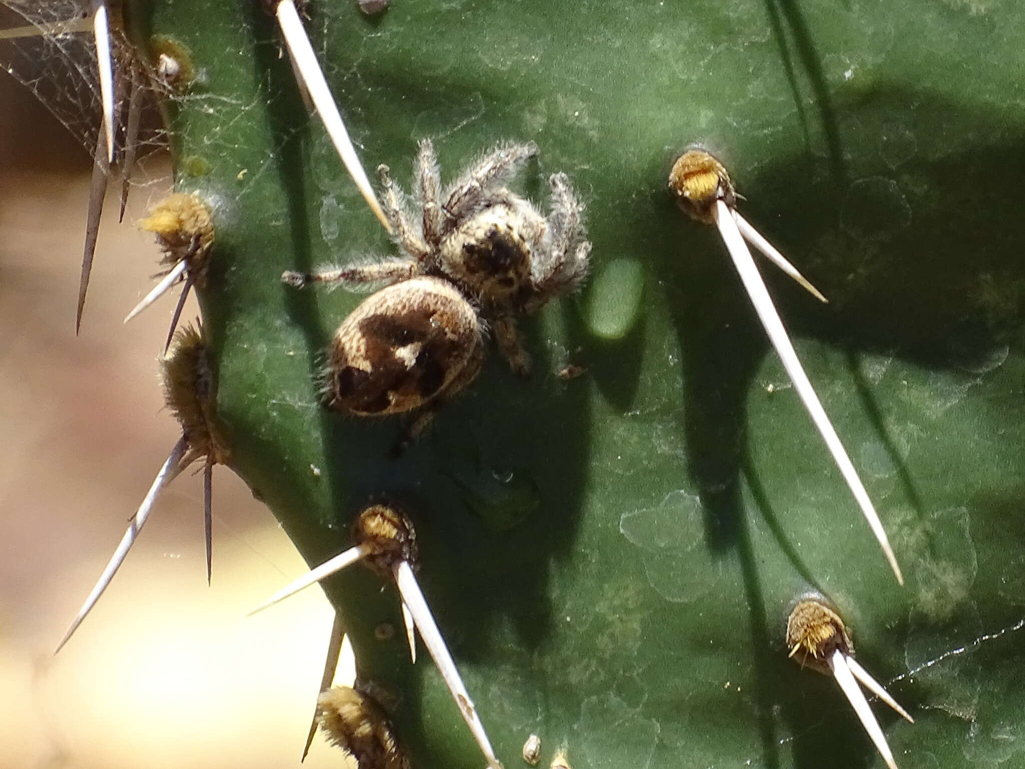 Sivun Phidippus maddisoni Edwards 2004 kuva