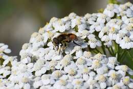 Image of Eristalis brousii Williston 1882