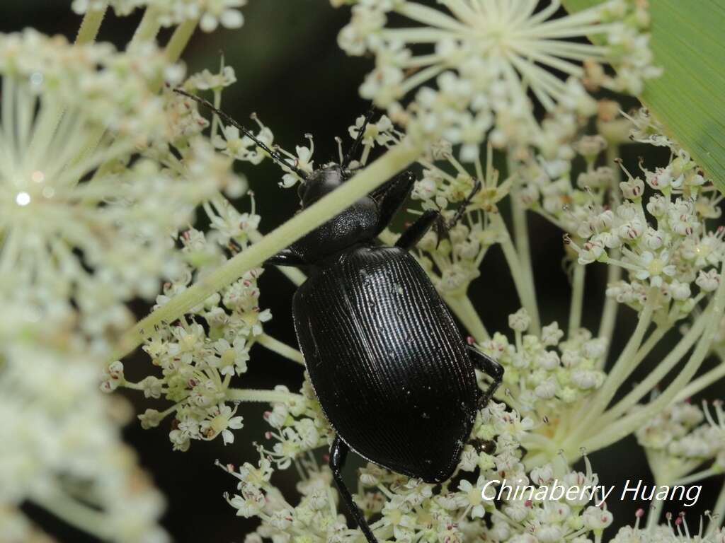 Слика од <i>Calosoma maximowiczi</i>