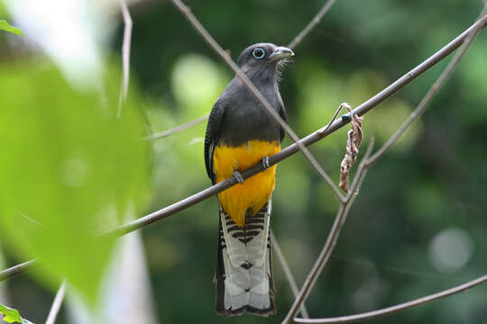 Plancia ëd Trogon chionurus Sclater, PL & Salvin 1871