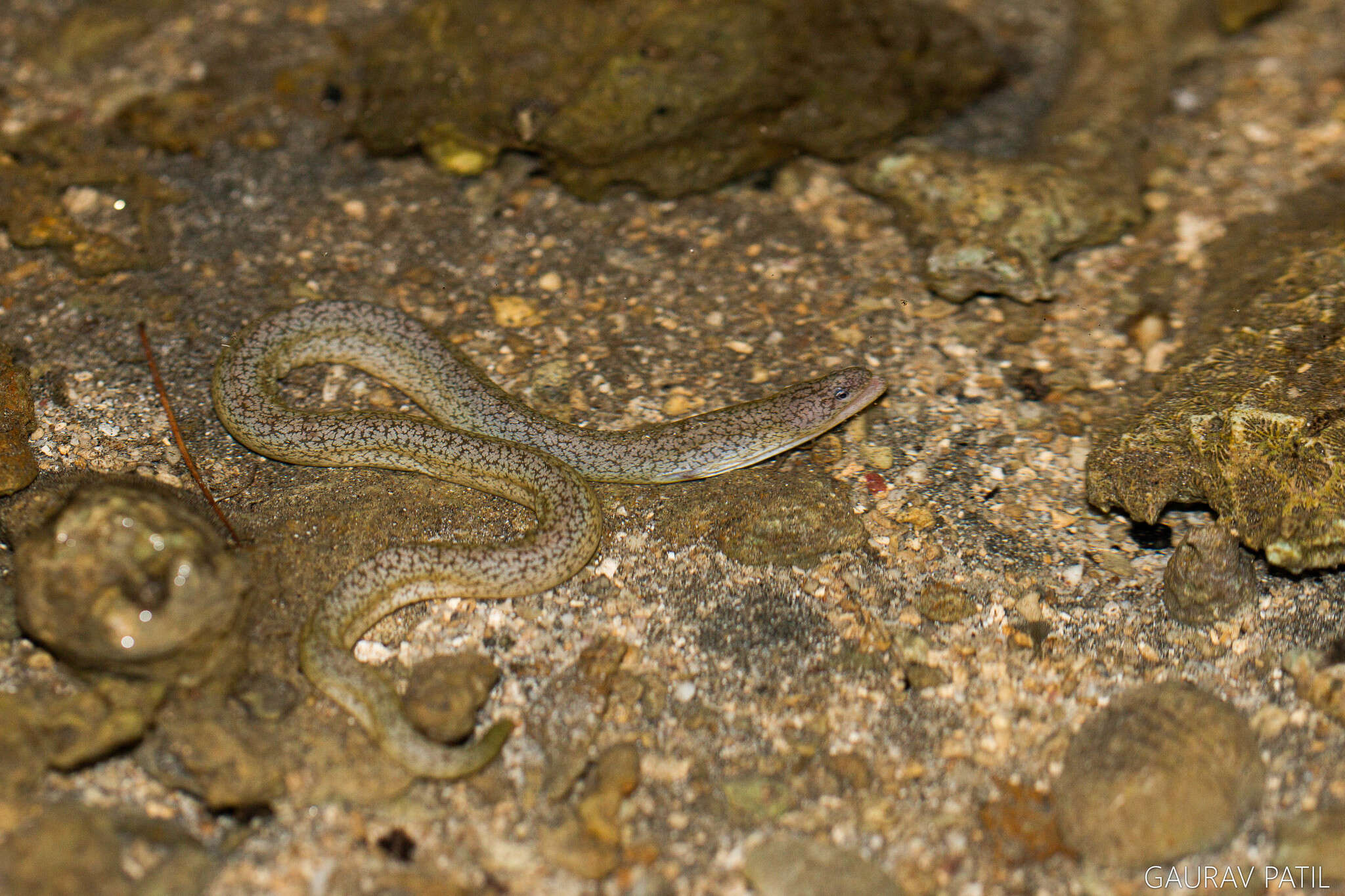 Image of Shortfin snake moray