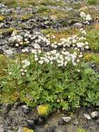 Image of arctic sweet coltsfoot