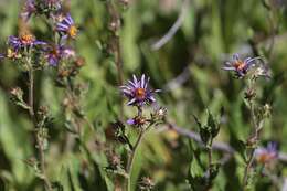 Image of thickstem aster