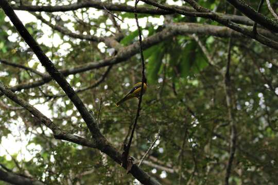 Image of Western Black-headed Oriole