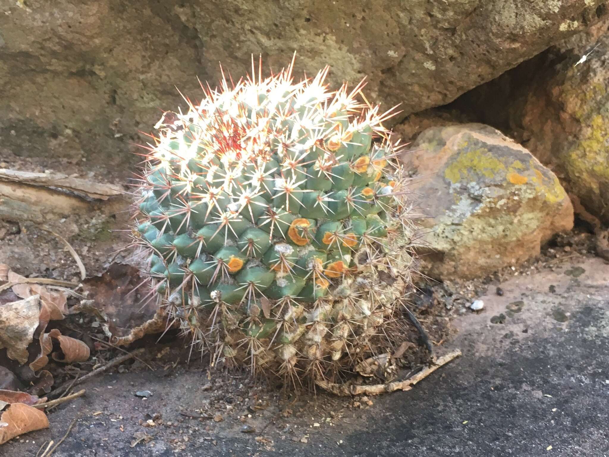 Image of Mammillaria sonorensis R. T. Craig