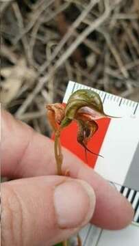 Image of Pterostylis lepida (D. L. Jones) G. N. Backh.