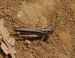 Froggattina australis (Walker & F. 1870) resmi