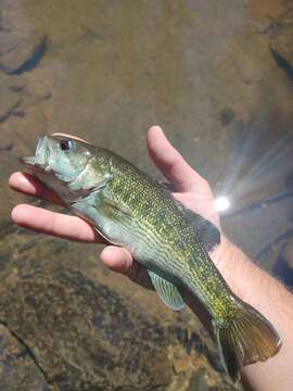 Micropterus tallapoosae Baker, Johnston & Blanton 2013 resmi