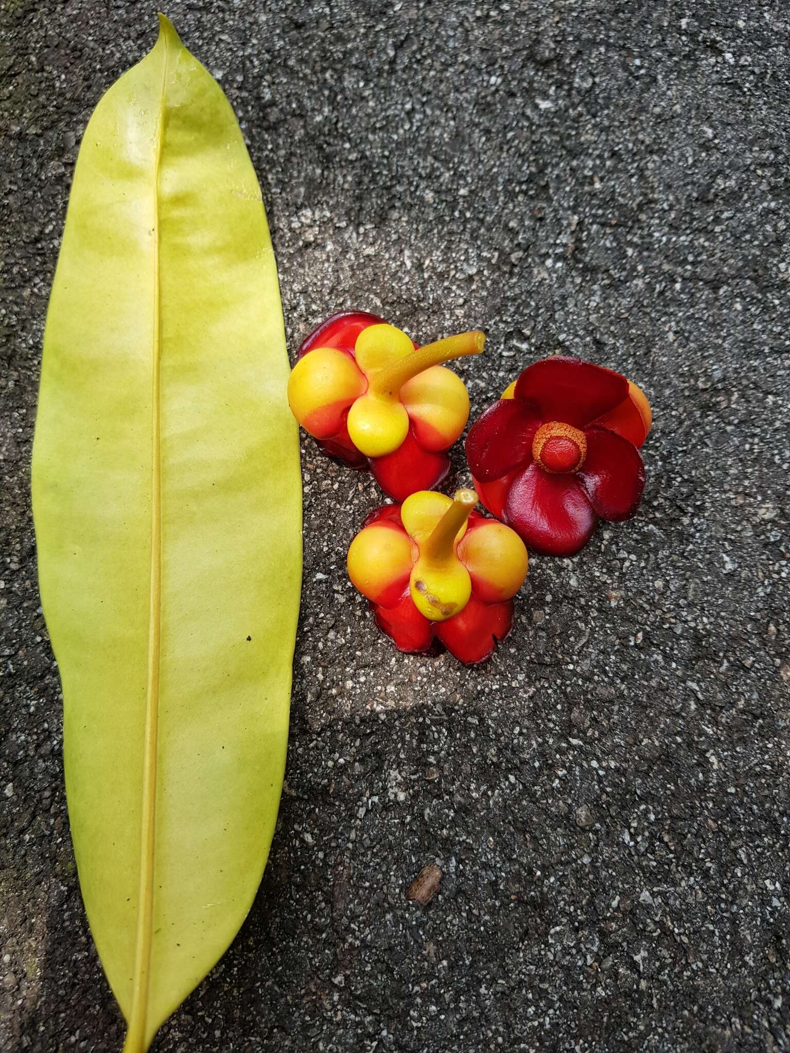 Image of Garcinia atroviridis Griff. ex T. Anders.