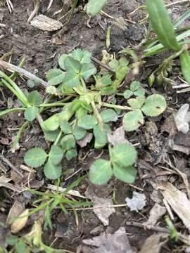 Image of running buffalo clover