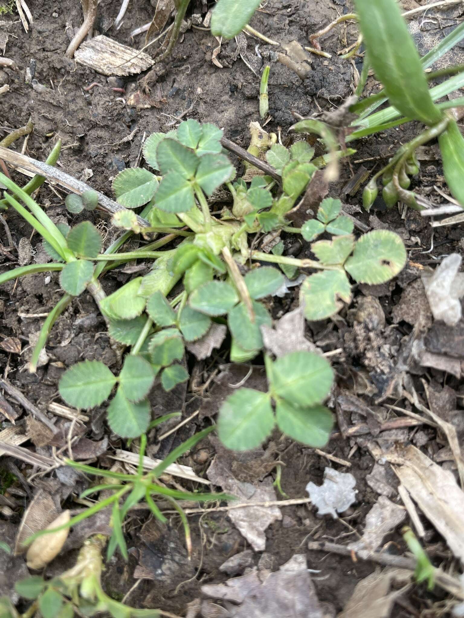 Image de Trifolium stoloniferum Muhl.