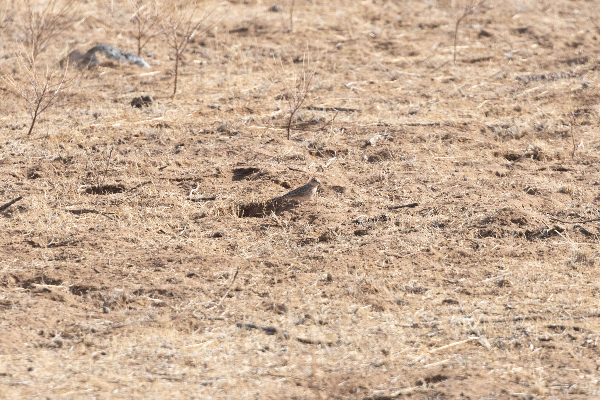 Image of Pink-breasted Lark