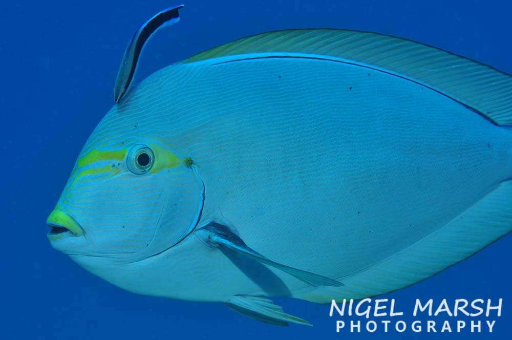 Image of Bleeker's Surgeonfish