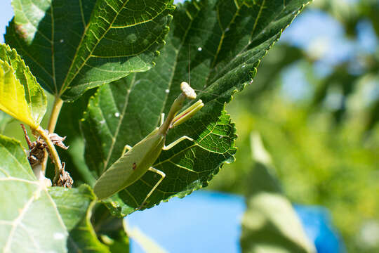 Image of Parastagmatoptera