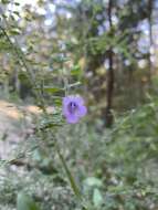 Image of Prostanthera incana A. Cunn. ex Benth.