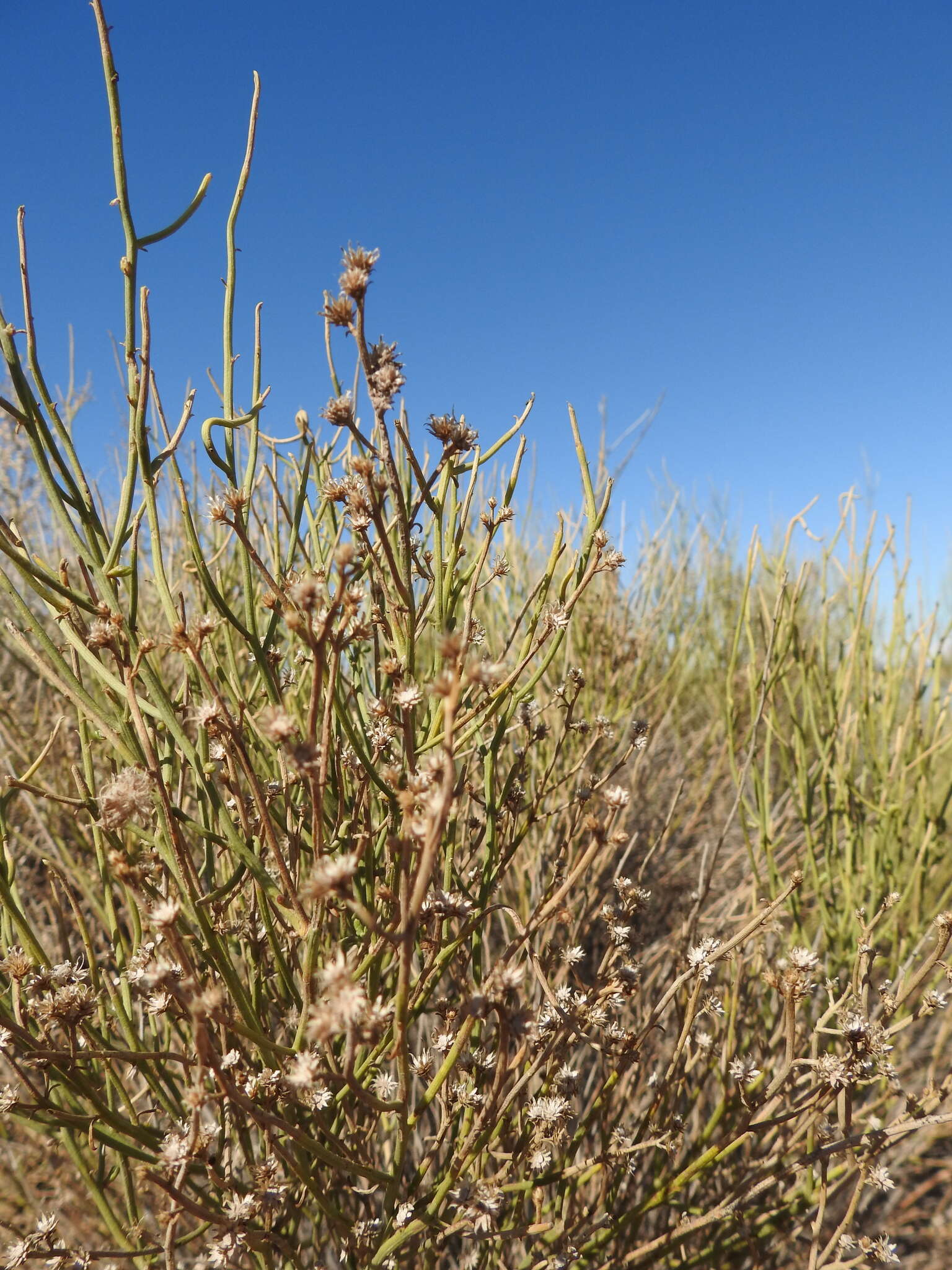 Image of Pseudobaccharis retamoides (Phil.) Cabrera