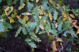 Image of oracle oak