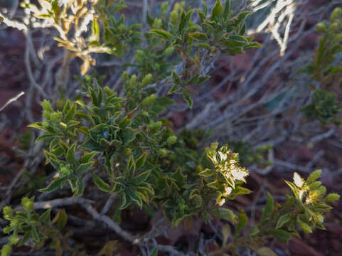 Image of Rydberg's goldenbush