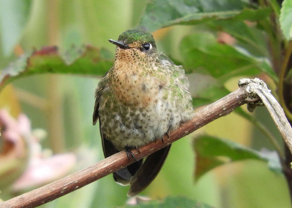 Metallura tyrianthina (Loddiges 1832) resmi