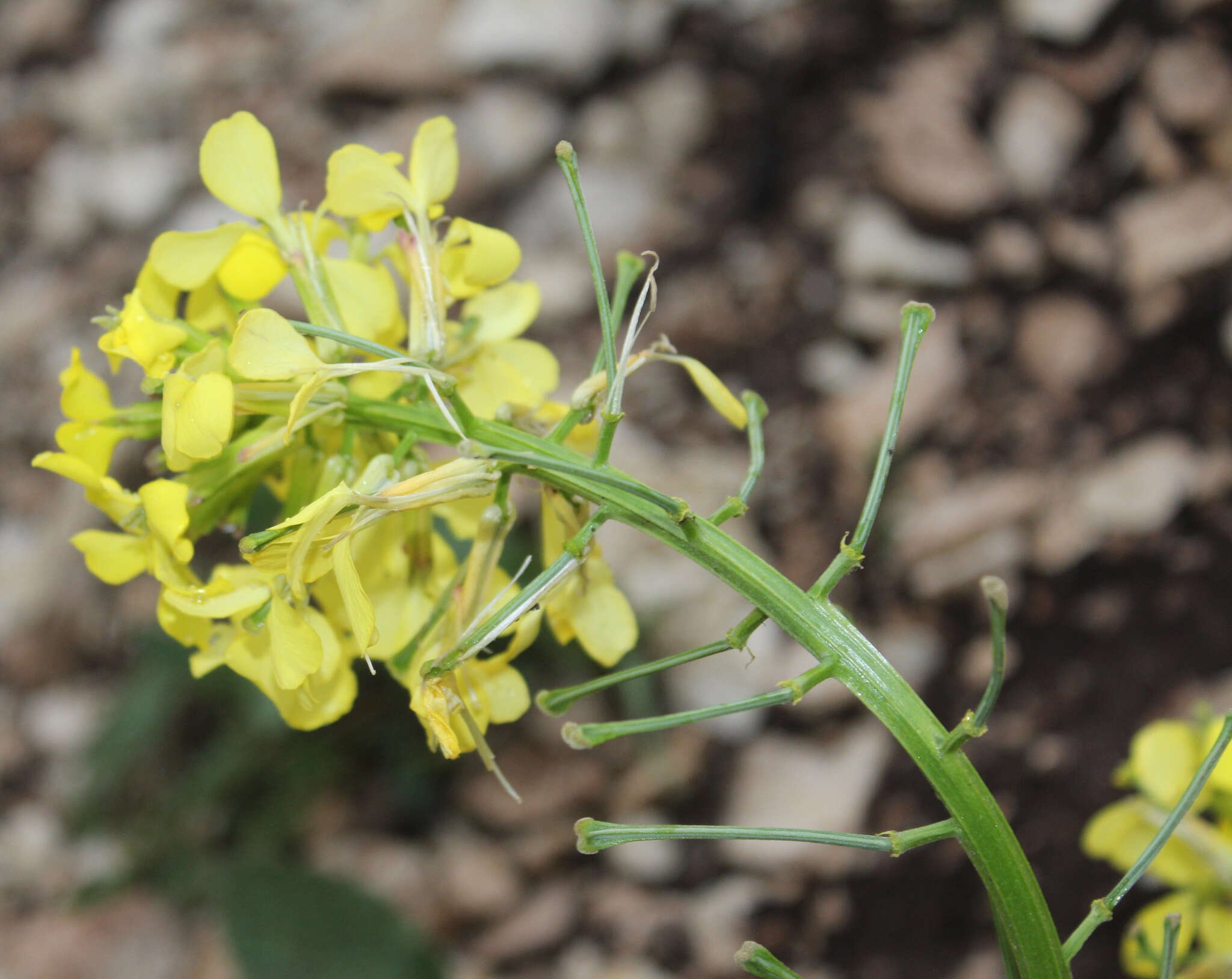 Image of Erysimum ibericum (Adams) DC.