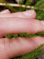 Imagem de Dendrolycopodium hickeyi (W. H. Wagner, Beitel & R. C. Moran) A. Haines