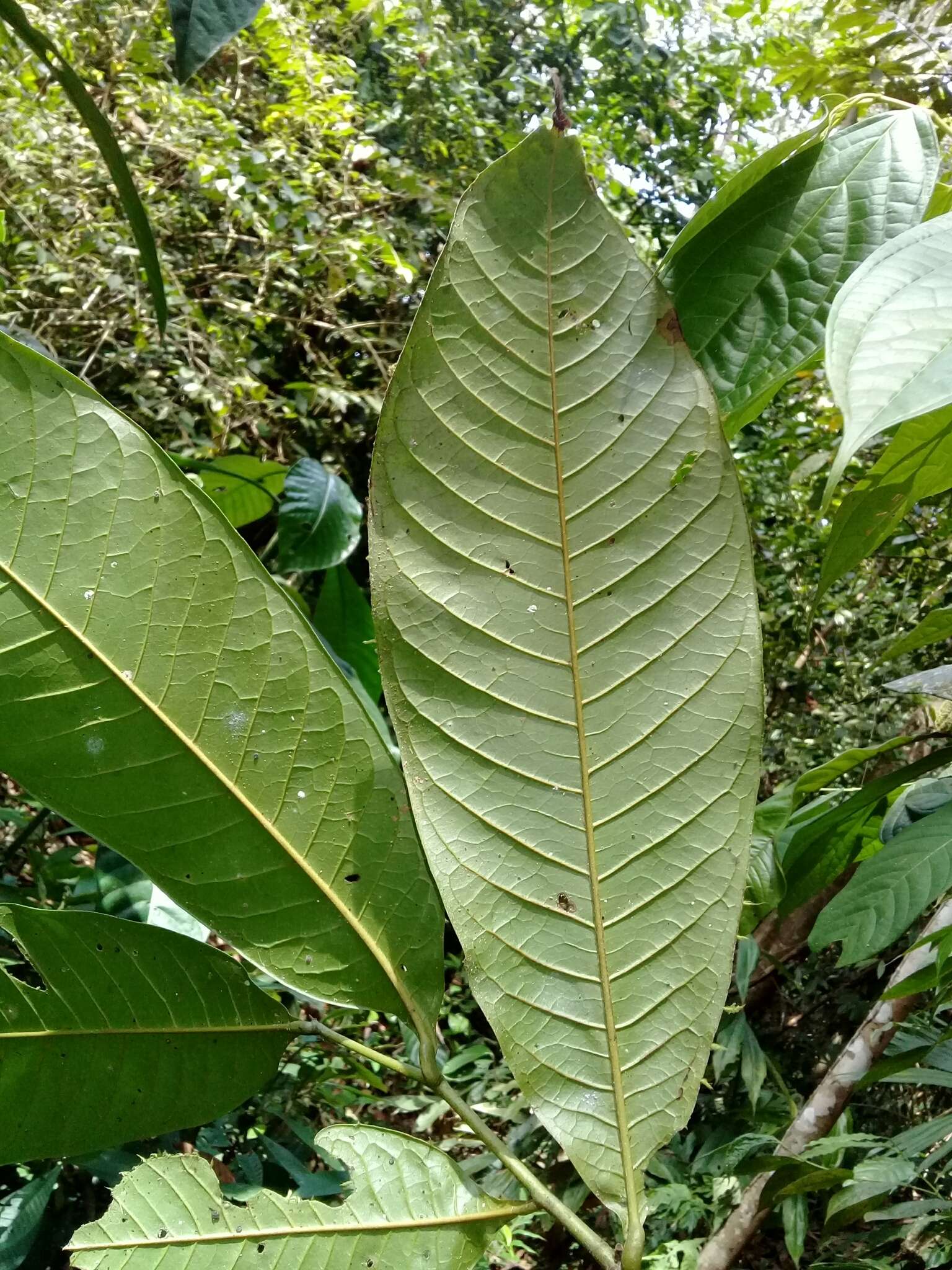 Image of Guatteria amplifolia Triana & Planch.