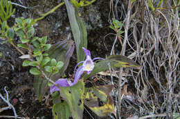 Plancia ëd Pleione praecox (Sm.) D. Don