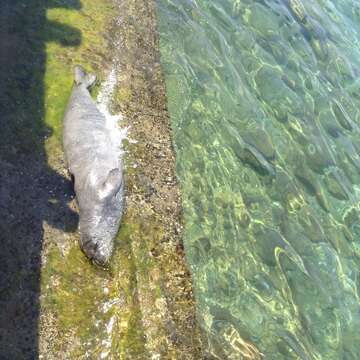 Image of Mediterranean Monk Seal