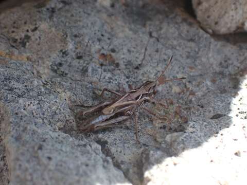 Aeropedellus clavatus (Thomas & C. 1873)的圖片