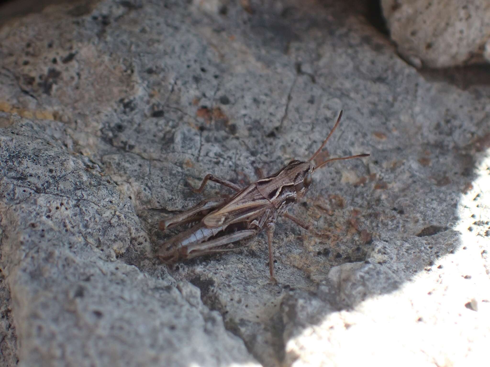 Aeropedellus clavatus (Thomas & C. 1873)的圖片