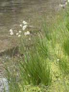 Image of western false asphodel