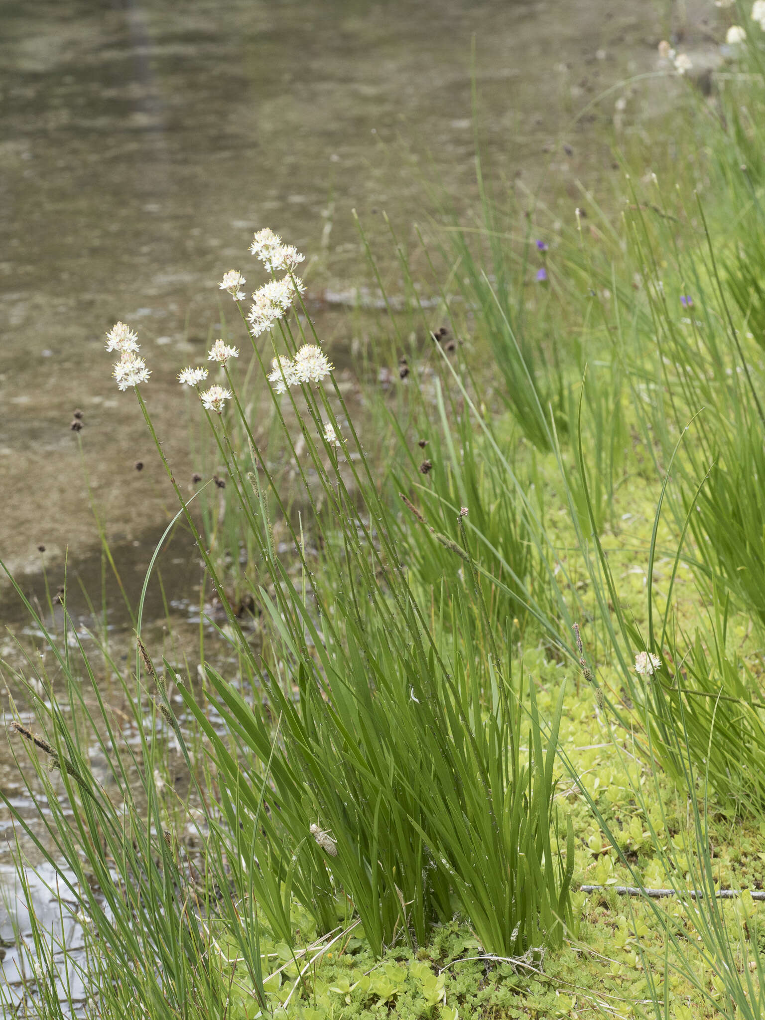 Image of western false asphodel