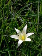 Image of crocus-leaved ROMULEA