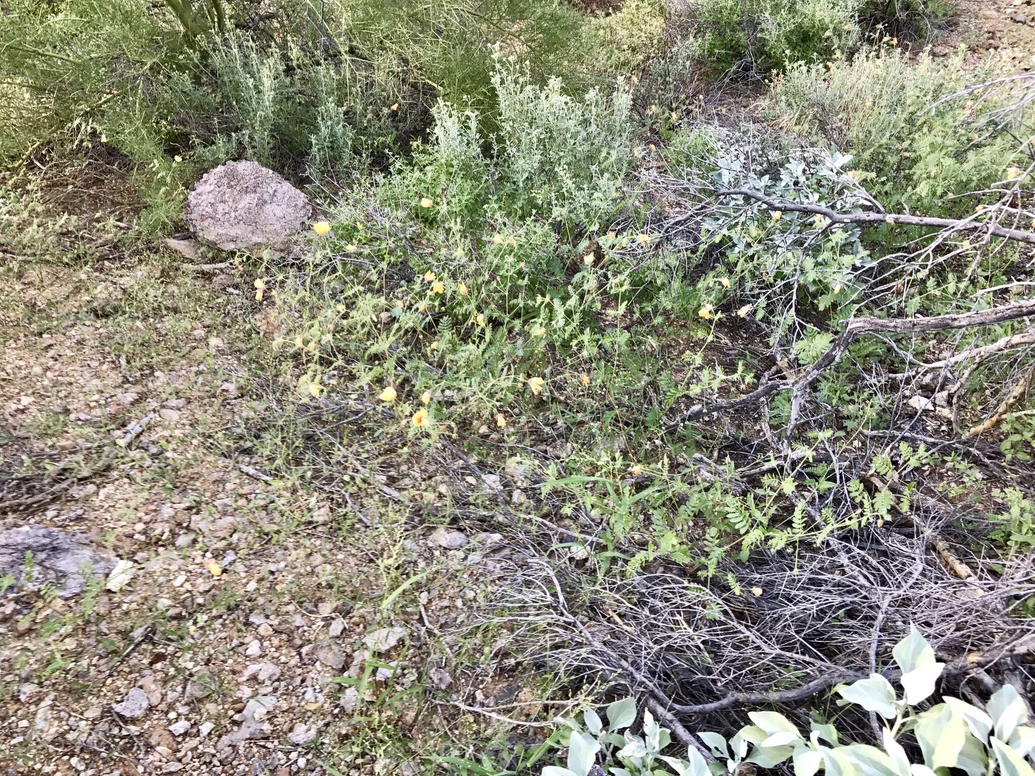 Image of Arizona poppy