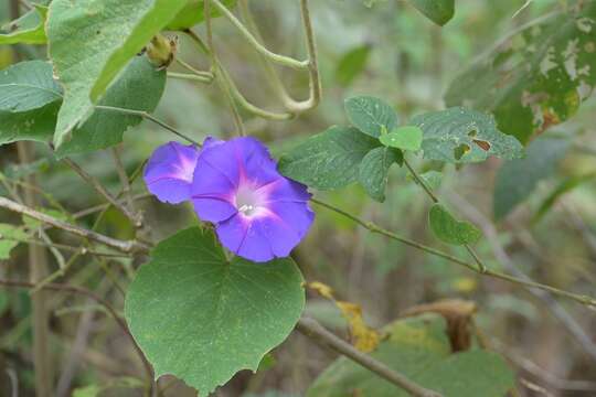 Image of Ipomoea villifera House