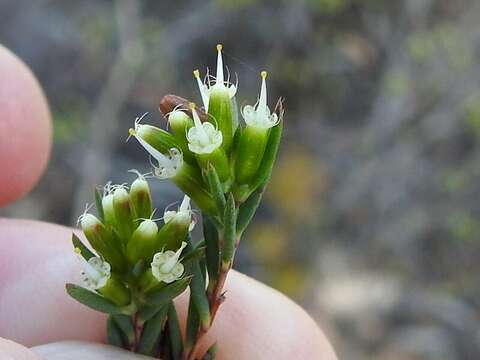 Homoranthus virgatus A. Cunn. ex Schau.的圖片