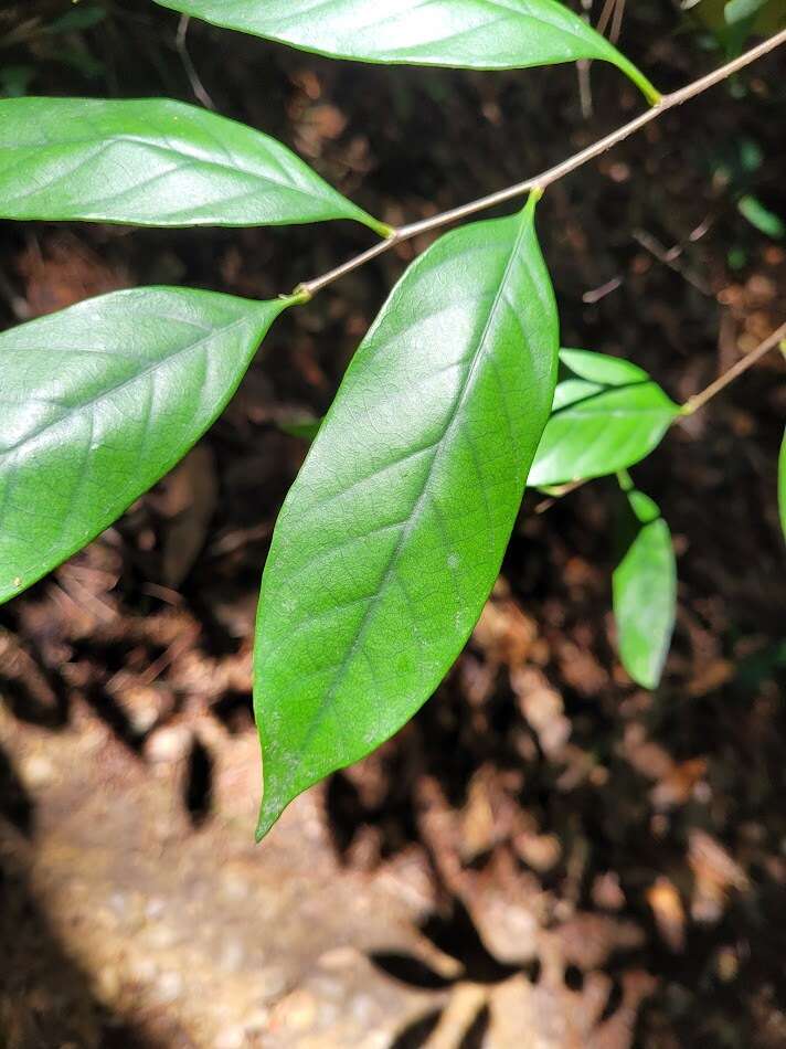 Image of Castanopsis kawakamii Hayata