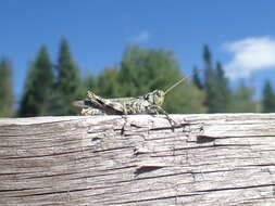 Слика од Melanoplus punctulatus (Uhler 1862)