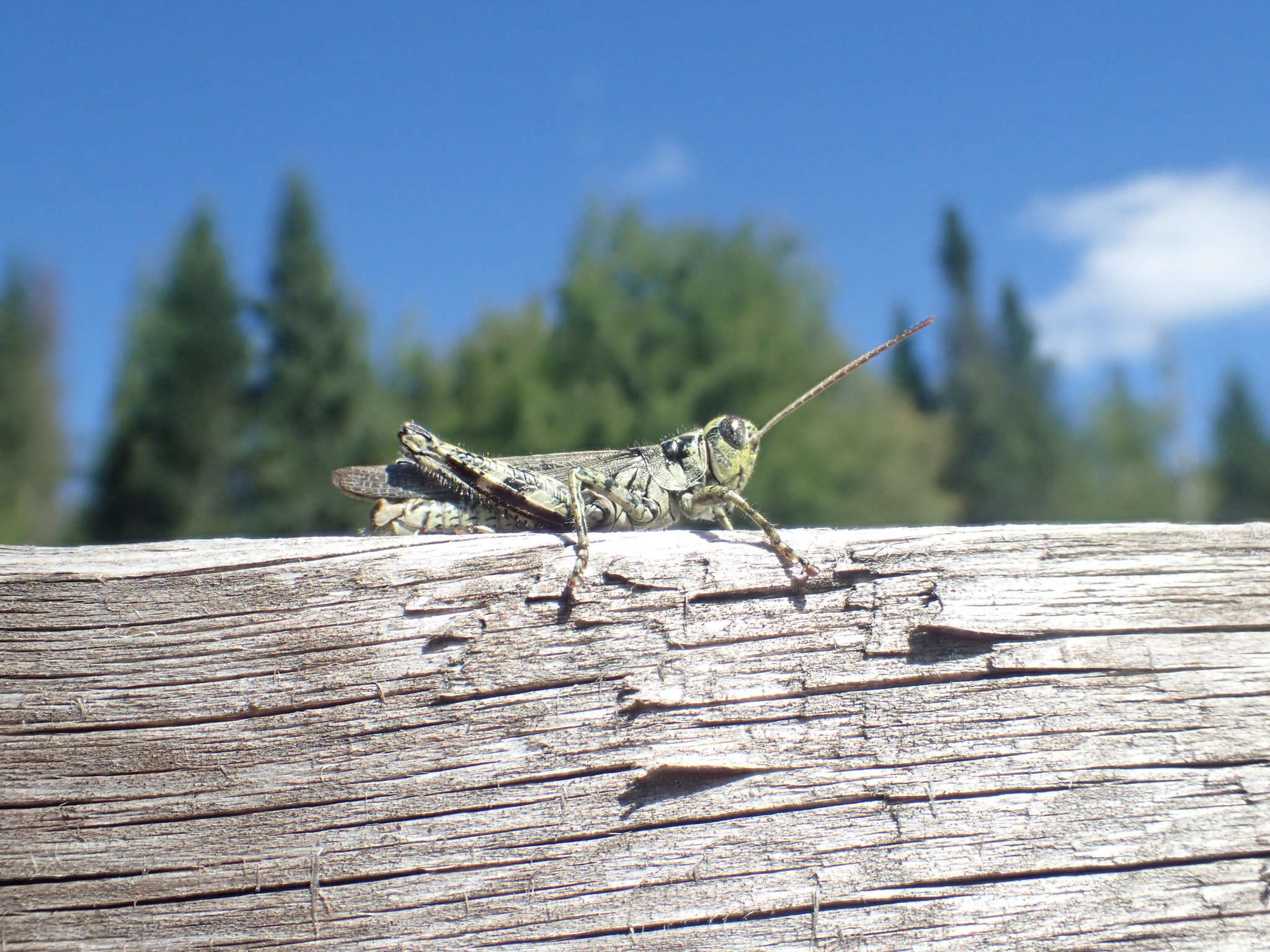 Image of Pine Tree Spur-throat Grasshopper