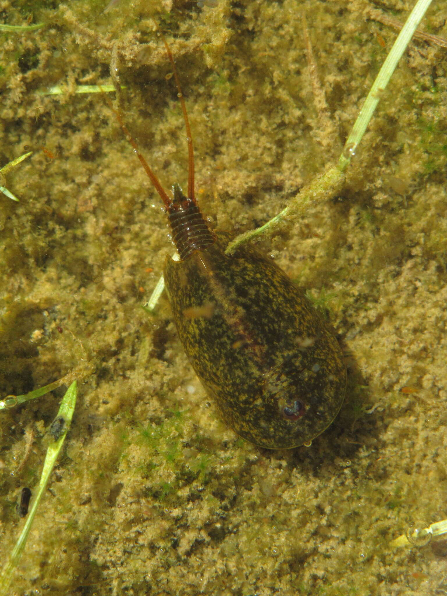 Image of Tadpole shrimp