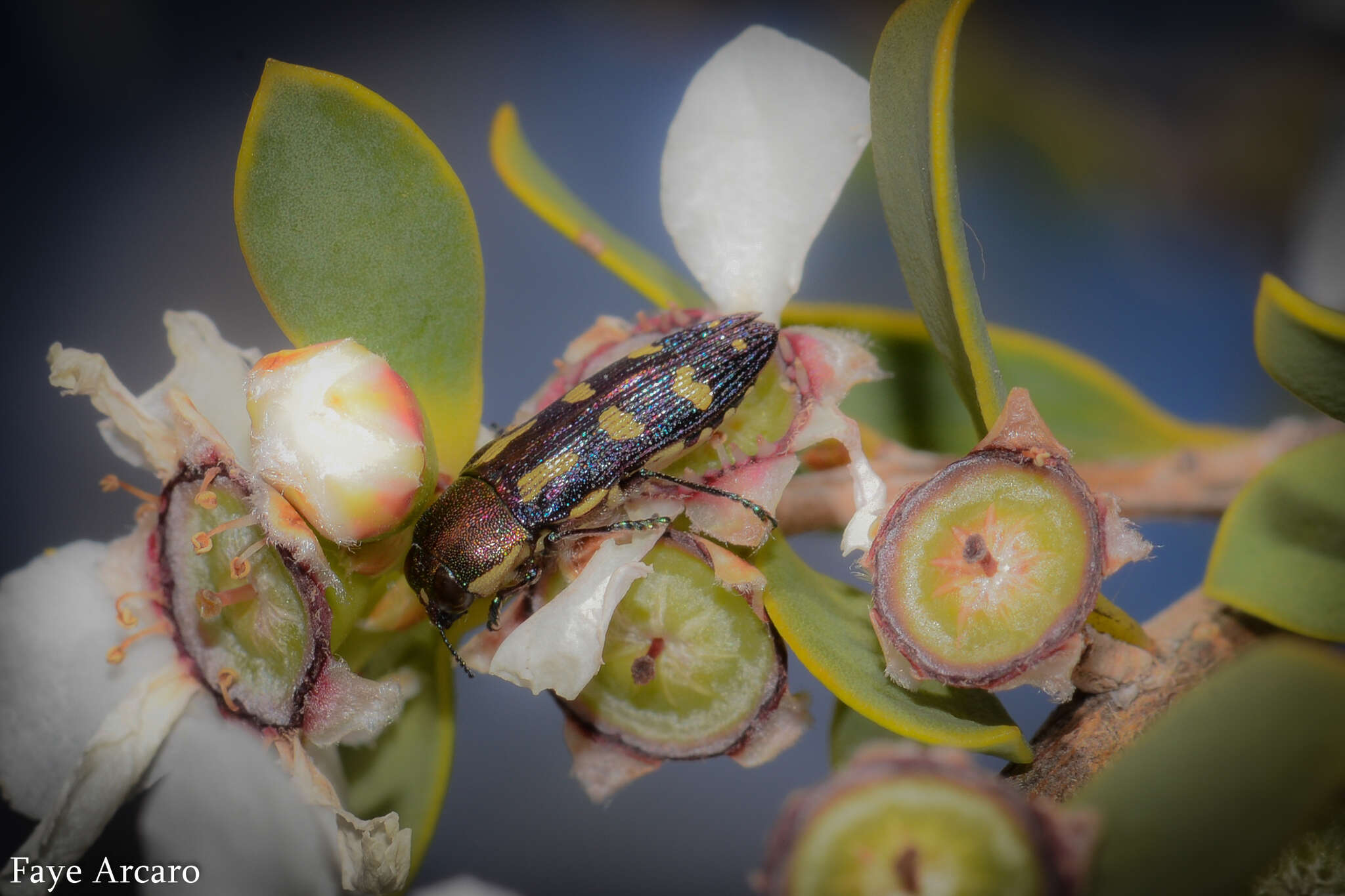 Castiarina picta (Gory & Laporte 1838) resmi