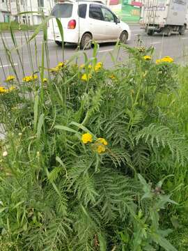 Image of Tanacetum vulgare subsp. boreale (Fisch. ex DC.) A 1975