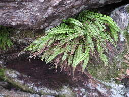 Image de Asplenium trichomanes subsp. trichomanes